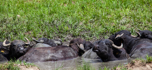 Water buffalo while bathing