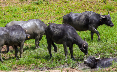 Water buffalo while bathing