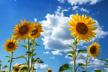 Sunflower seeds. Sunflower field, growing sunflower oil beautiful landscape of yellow flowers