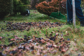 Raking leaves. The man is raking leaves with a rake. The concept of preparing the garden for winter, spring. Taking care of the garden.
