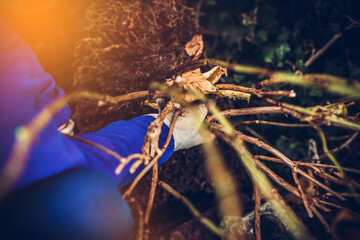 Transplanting flowers and plants. The concept of working in the garden, caring for the garden. Transplanting flowers and caring for plants to grow. Beautiful garden. Digging out ground and soil.