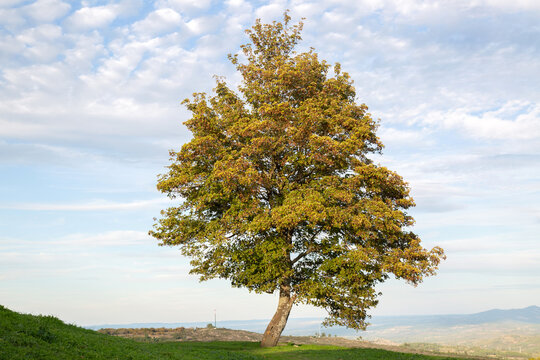 Tree And View In Trancoso