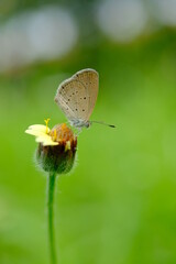 Flower and Butterfly 