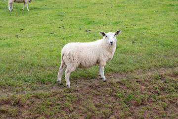 Naklejka na ściany i meble Sheep grazing in the countryside.