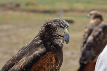 harris's hawk bird of prey