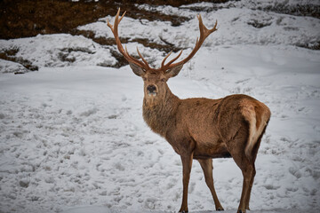 Naklejka na ściany i meble Cervo sulla neve, Dolomiti
