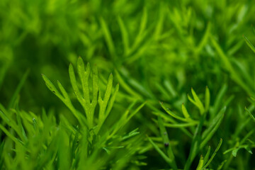 Fototapeta premium Fresh green dill background. fresh green dill texture.