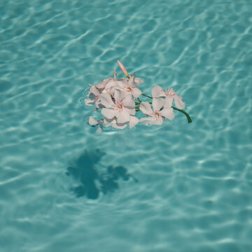 Floating white oleander flowers on surface of 
swimming pool in summer