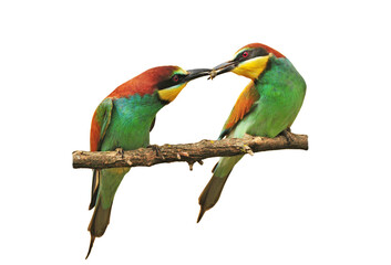 Two bee eaters sharing a bee on transparent background