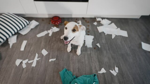 Naughty Jack Russell Terrier, made a mess at home. A funny dog scattered things and toilet paper around