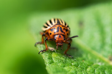 Fototapeta premium The Colorado potato beetle Leptinotarsa decemlineata is a serious pest of potatoes,