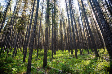 Pine forest in Alberta foothills