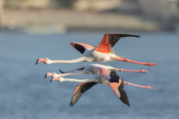 Closeup of greater flamingo flying above water