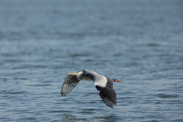 Common grey heron flying above water