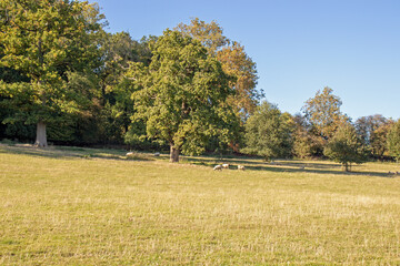 Fototapeta premium Sheep grazing in the countryside.