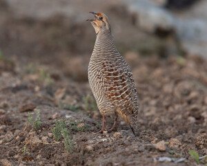 Portrait of grey francolin at a farm in bahrain