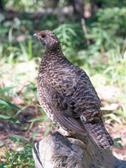 Spruce grouse in Alberta foothills