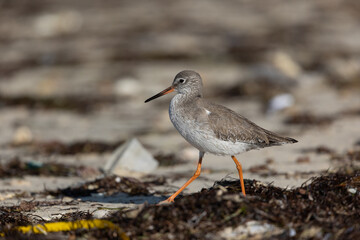 Closeup of common redshank, Karbabad coast of Bahrain
