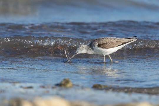 Common greenshank hunting worm in water