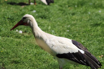A Southern Stork bird. This beautiful tropical and rare bird was photographed during the exceptionally hot weather and heatwave. They make an unusual noise with their long red beaks.