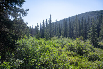 Shrubs in trees in Alberta foothills
