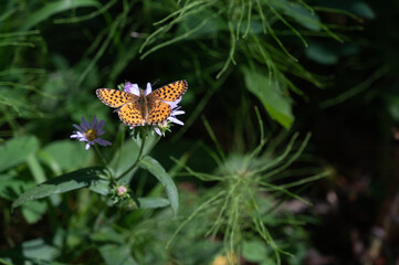 Fritillary butterfly on aster
