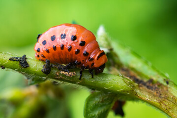 Colorado potato beetle and red larva crawling and eating potato leaves.