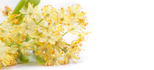 Linden flowers with leaves isolated on a white background, top view. Branch of the flowering linden.
