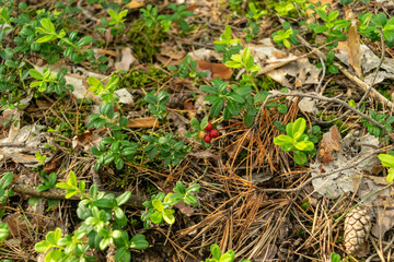 Fresh Cowberry, Forest Lingonberry