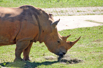 Fototapeta premium African white rhino in zoo