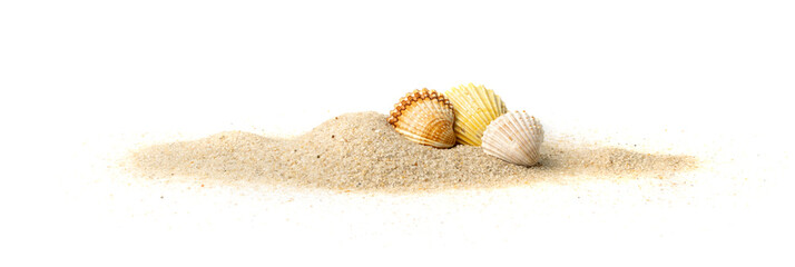 Seashells in Sand Pile Isolated