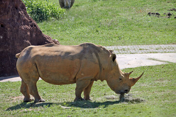 African white rhino in zoo