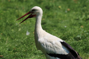 A portrait of a Southern Stork Bird. In the image the animal has their beak slightly open and is concentrating on the camera. A beautiful rare and tropical bird.