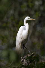 Great Egret stands on tree stump on Avery Island in Louisiana