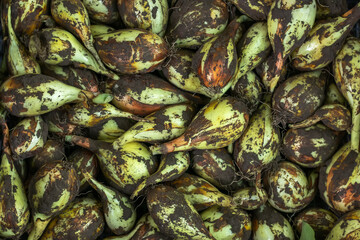 Close up of fresh onions. Freshly dug onion bulbs. Onions after harvesting. Onion background