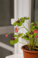 Pink oxalis flowers. Beautiful flower degenerated at home. Balcony landscaping. Flower with water drops