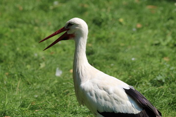 Fototapeta premium A portrait of a Southern Stork Bird. In the image the animal has their beak slightly open and is concentrating on the camera. A beautiful rare and tropical bird.