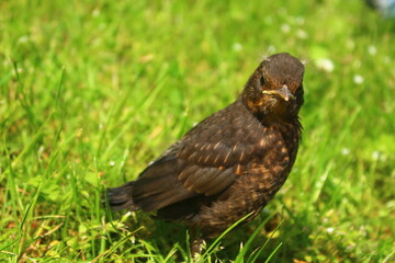 Fototapeta premium Blackbird 