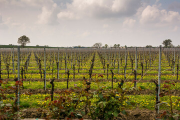 Fototapeta na wymiar Rows of vines in vineyard at Meolo Town, Veneto, Italy.
