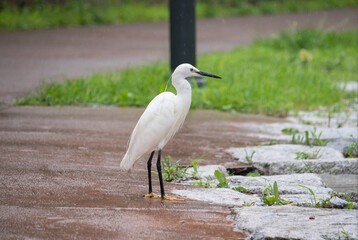 A little egret in the rain.
