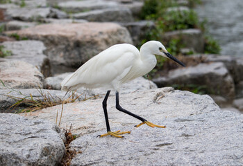 A little egret walking on a rock in the rain.