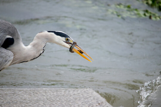 Gray heron catching a loach fish on a stone bridge in the river.