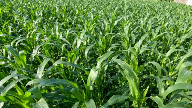 Fields of young corn plants with fresh green leaves