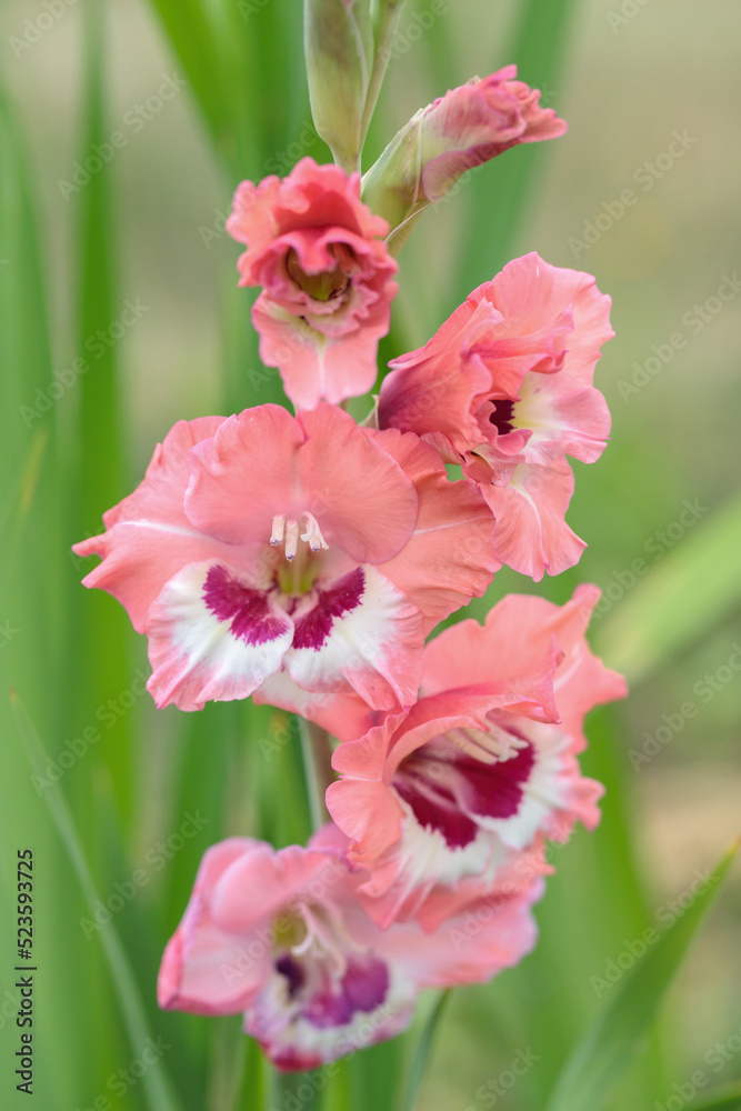 Wall mural gladiolus in different pink tones in a garden.