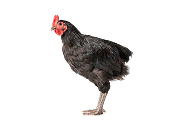 chicken have red comb. Black australorp rooster stand on isolated white background.