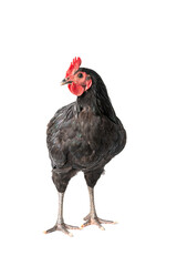 chicken have red comb. Black australorp rooster stand on isolated white background.