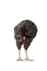 chicken have red comb. Black australorp rooster stand on isolated white background.