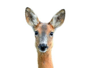 Roe deer portrait on transparent background