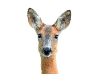 Roe deer portrait on transparent background