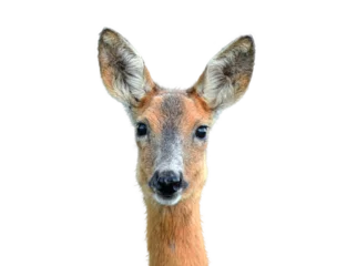 Zelfklevend Fotobehang Roe deer portrait on transparent background © Soru Epotok